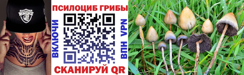 Купить  Кызыл  Псилоцибиновые грибы Psilocybe 